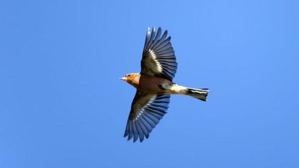 Vink meest getelde trekvogel van Nederland - Den Hâneker