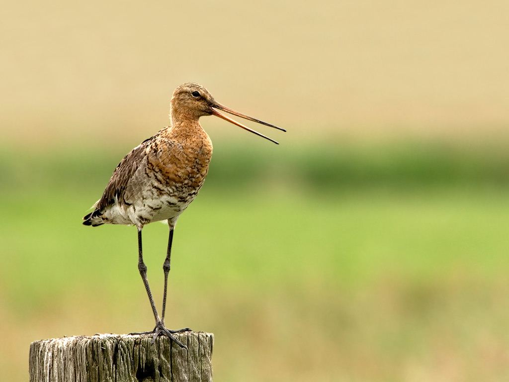 Weidevogelcursus | 13 mei